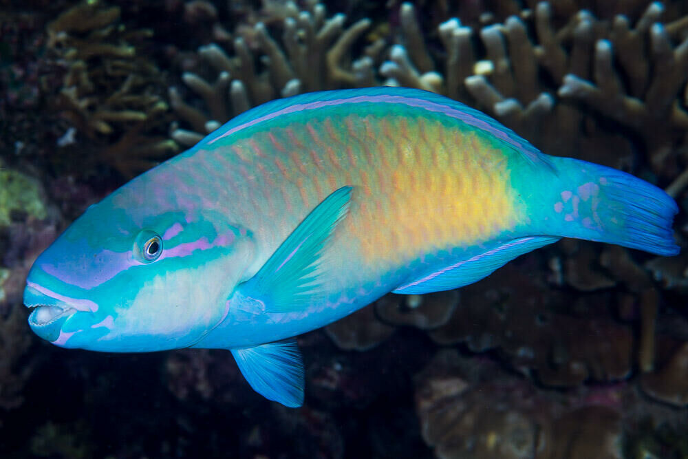 Imagem do Peixe Papagaio